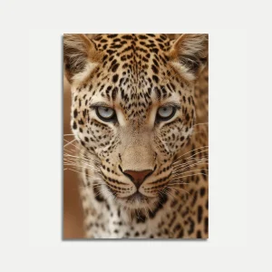 Leopard Face Close-Up Poster